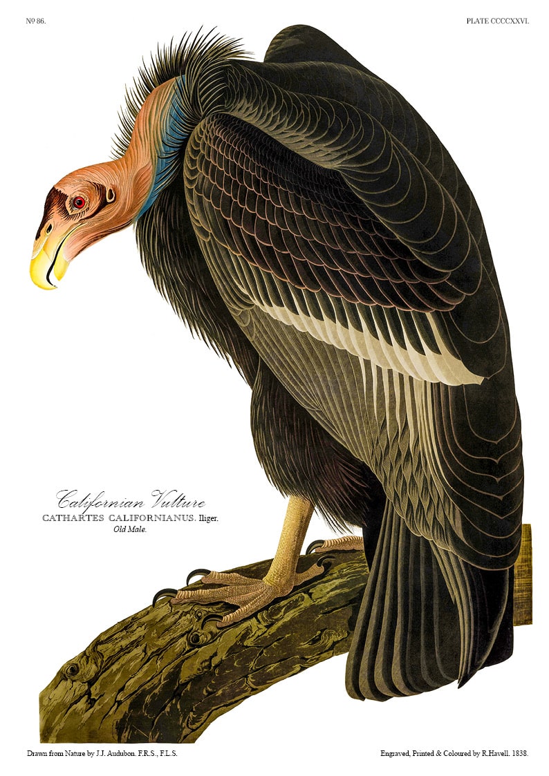 The Birds of America - John James Audubon - Volume 10 of 10