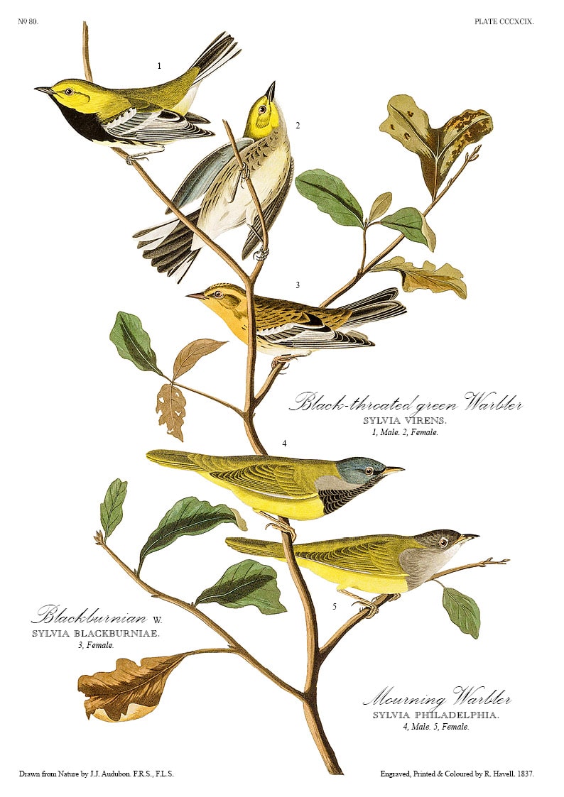 The Birds of America - John James Audubon - Volume 10 of 10