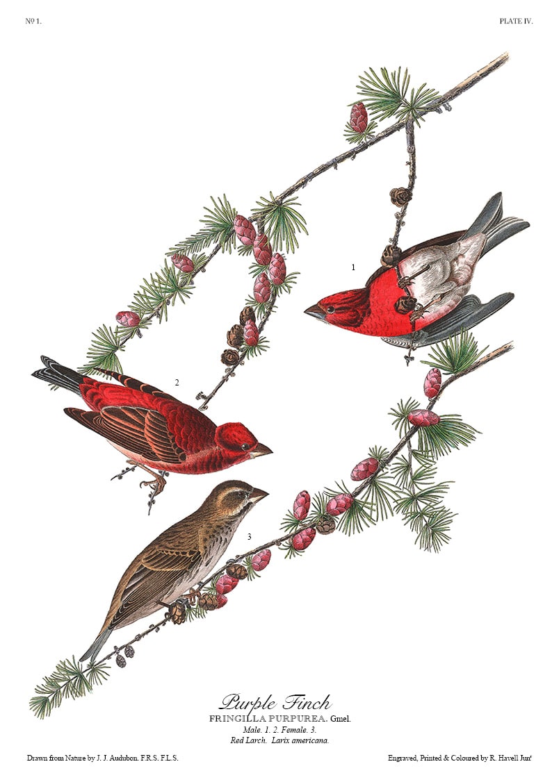 The Birds of America - John James Audubon - Volume 1 of 10
