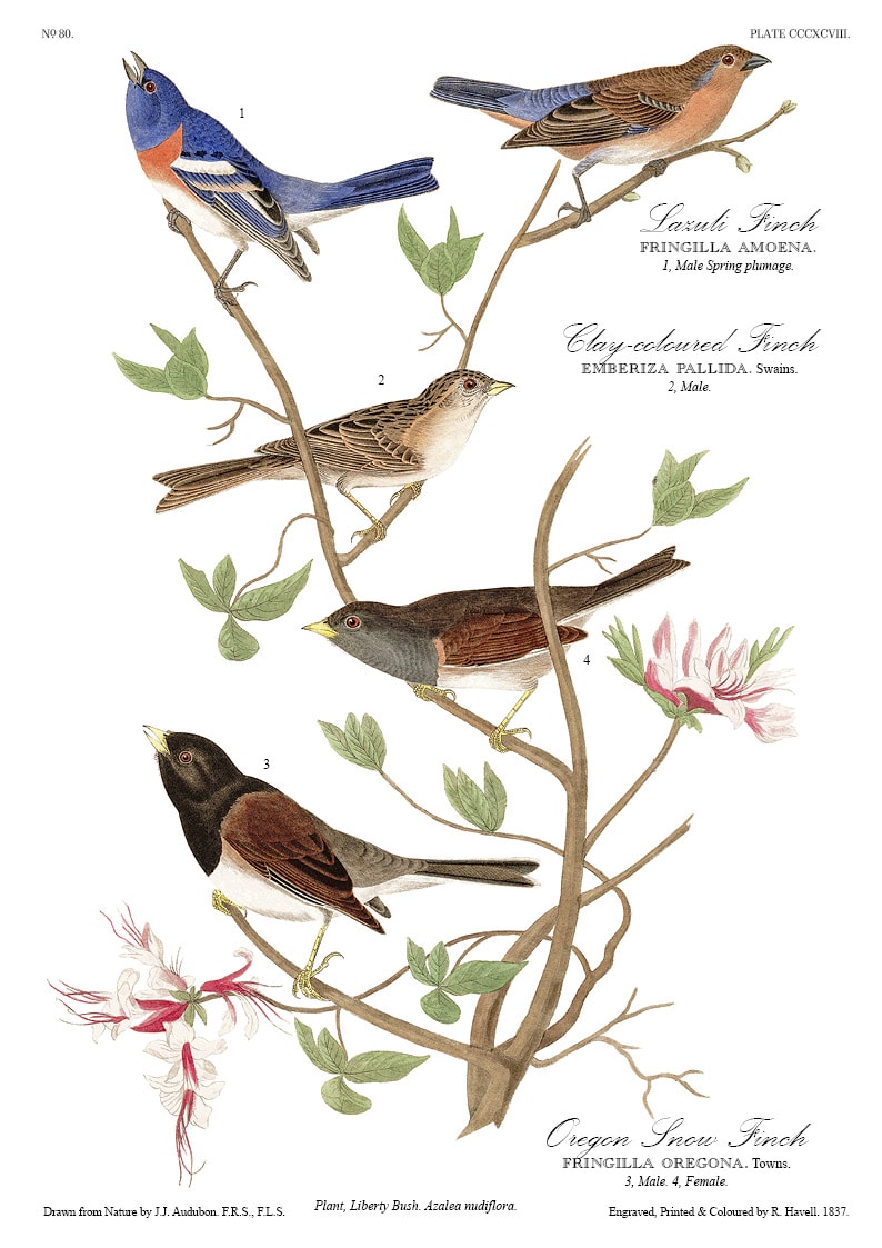 The Birds of America - John James Audubon - Volume 10 of 10