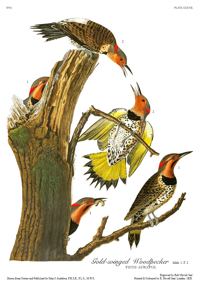 The Birds of America - John James Audubon - Volume 1 of 10