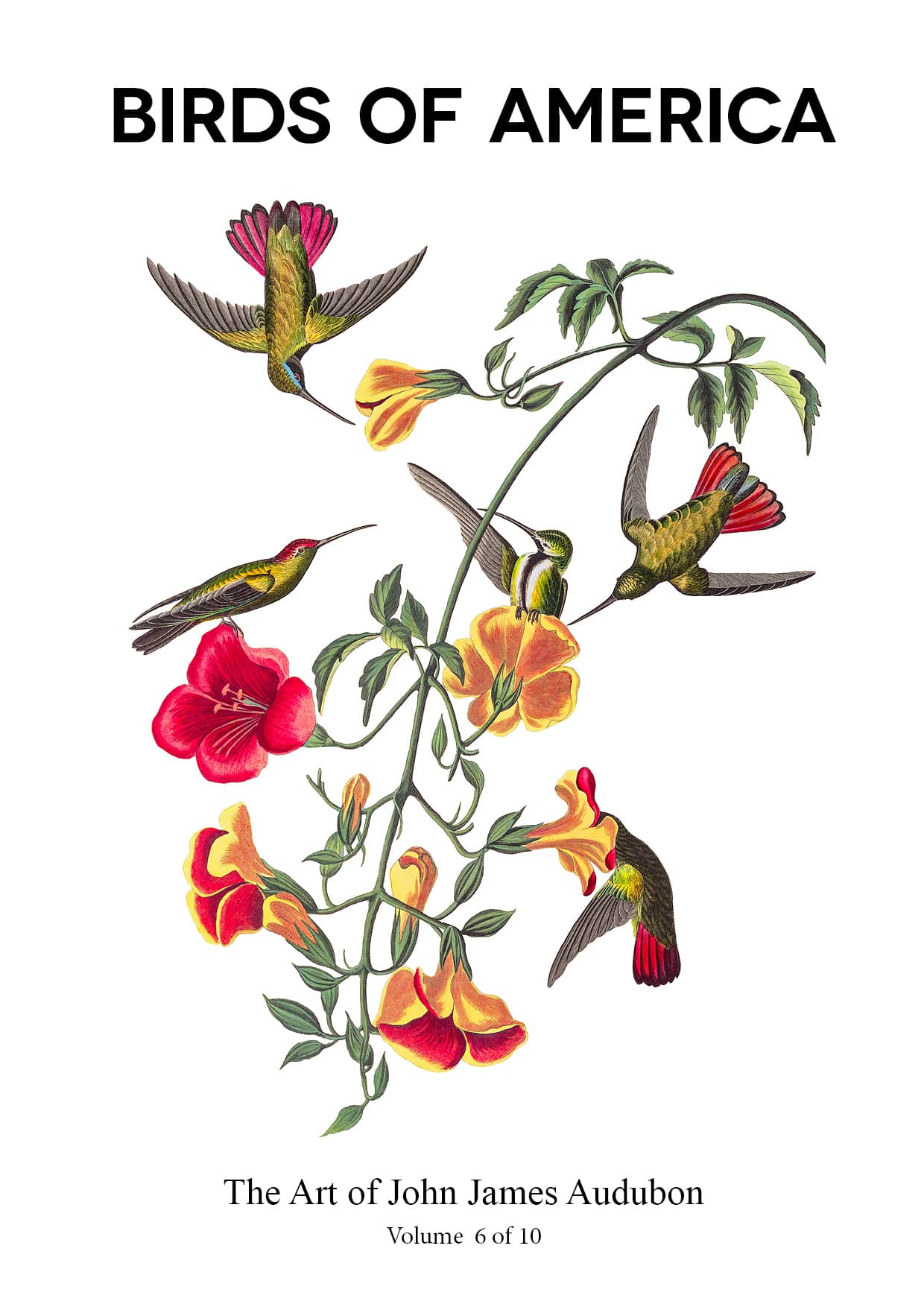 The Birds of America - John James Audubon - Volume 6 of 10 The Birds of America – John James Audubon – Volume 6 of 10
