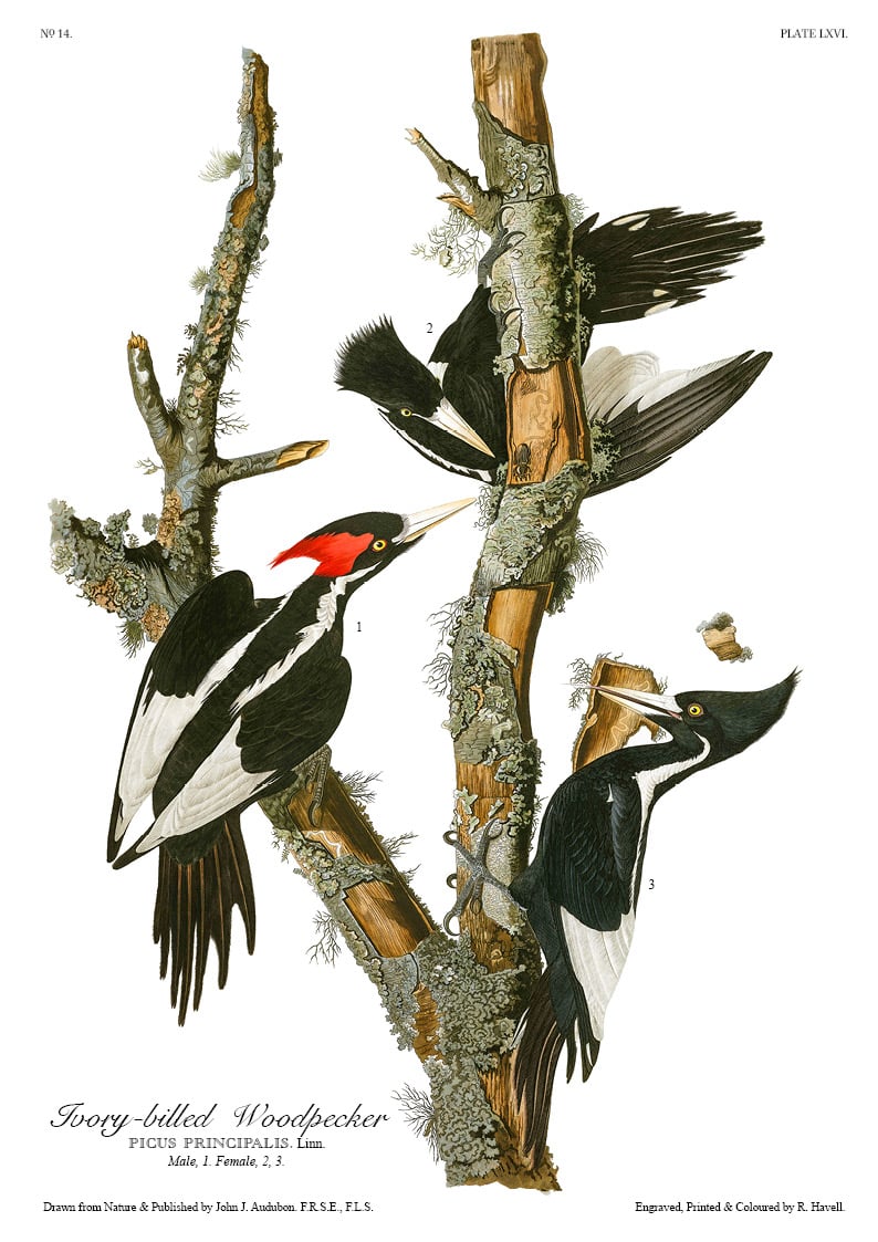 The Birds of America - John James Audubon - Volume 2 of 10