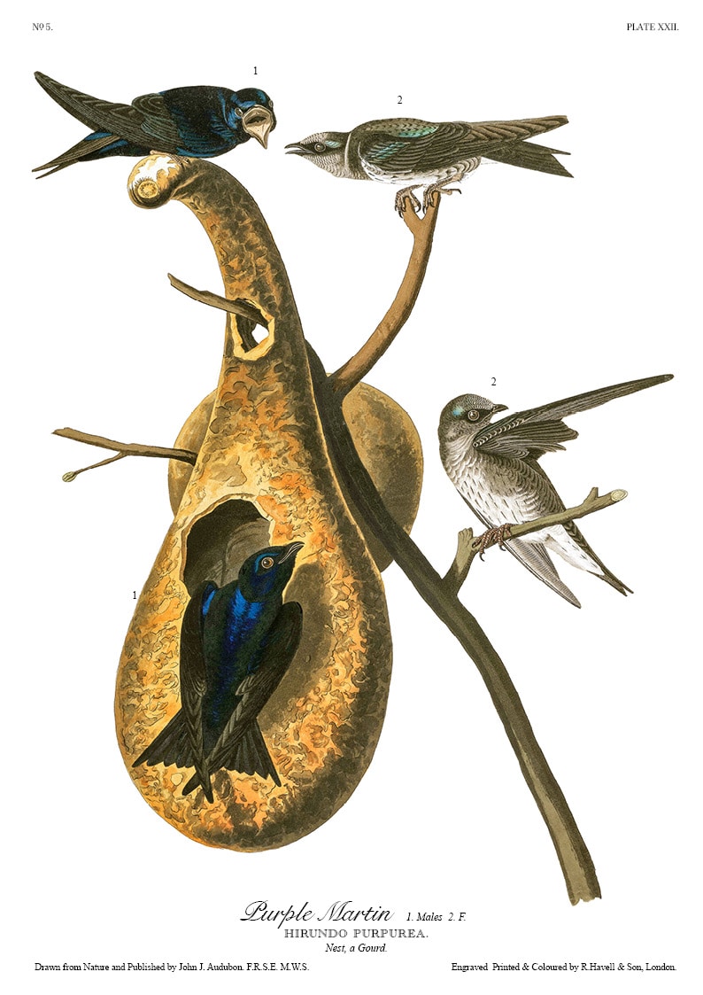 The Birds of America - John James Audubon - Volume 1 of 10