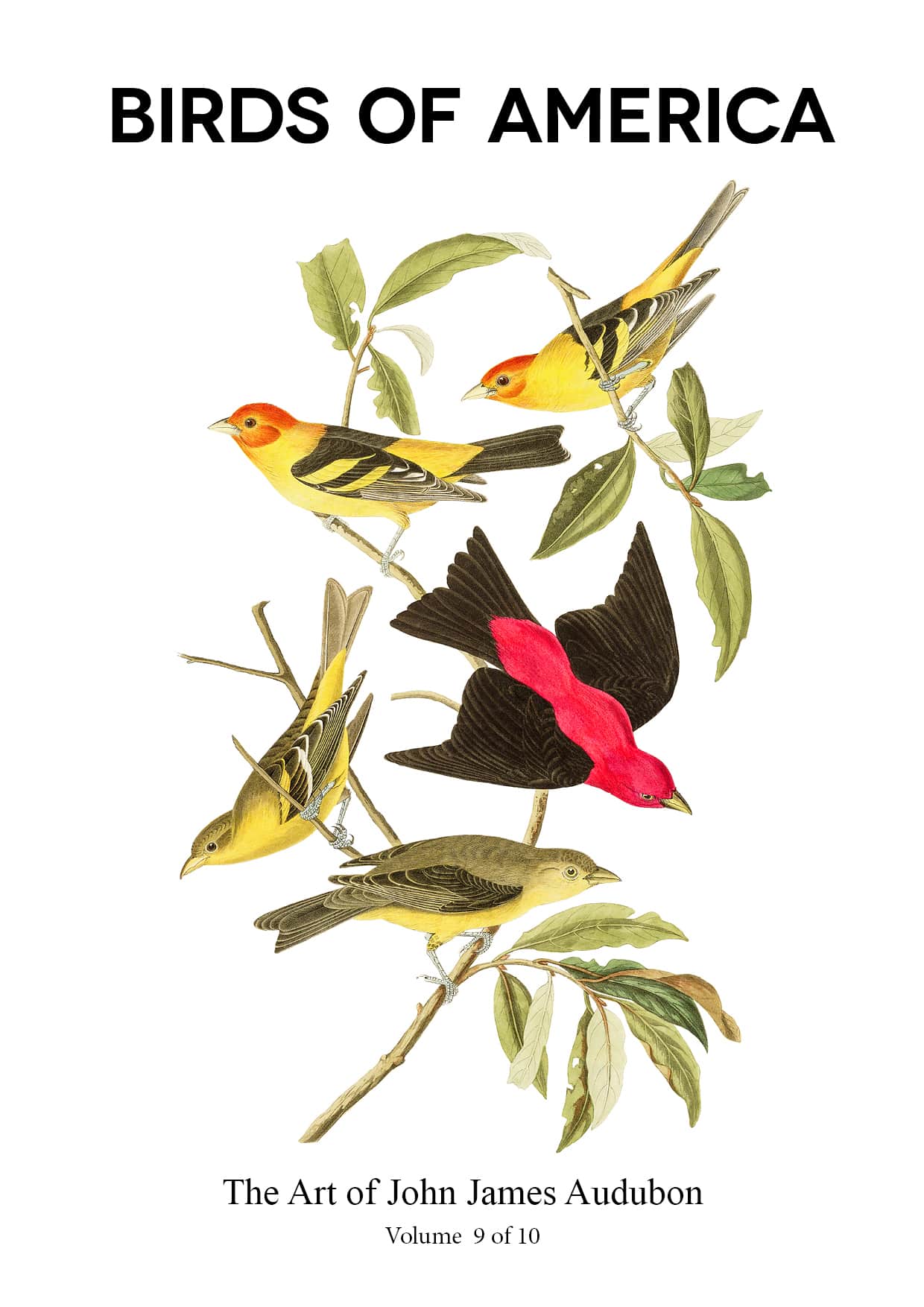 The Birds of America - John James Audubon - Volume 9 of 10 The Birds of America – John James Audubon – Volume 9 of 10